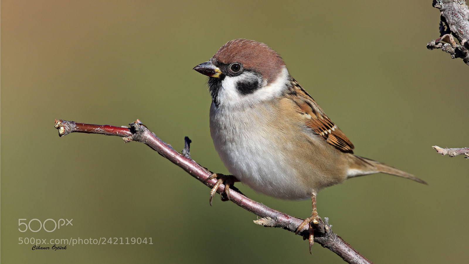 Canon EOS 7D Mark II sample photo. Eurasian tree sparrow photography