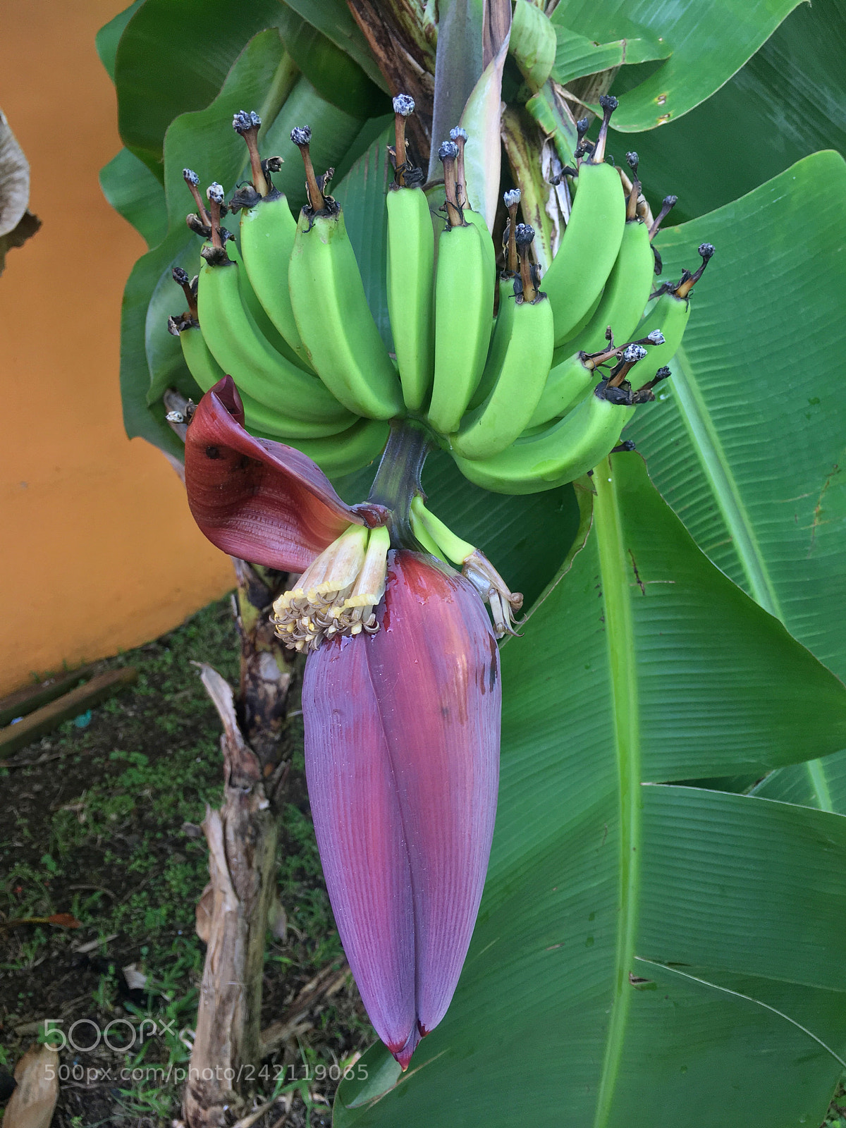 Apple iPhone 6s sample photo. Fleur de bananier photography