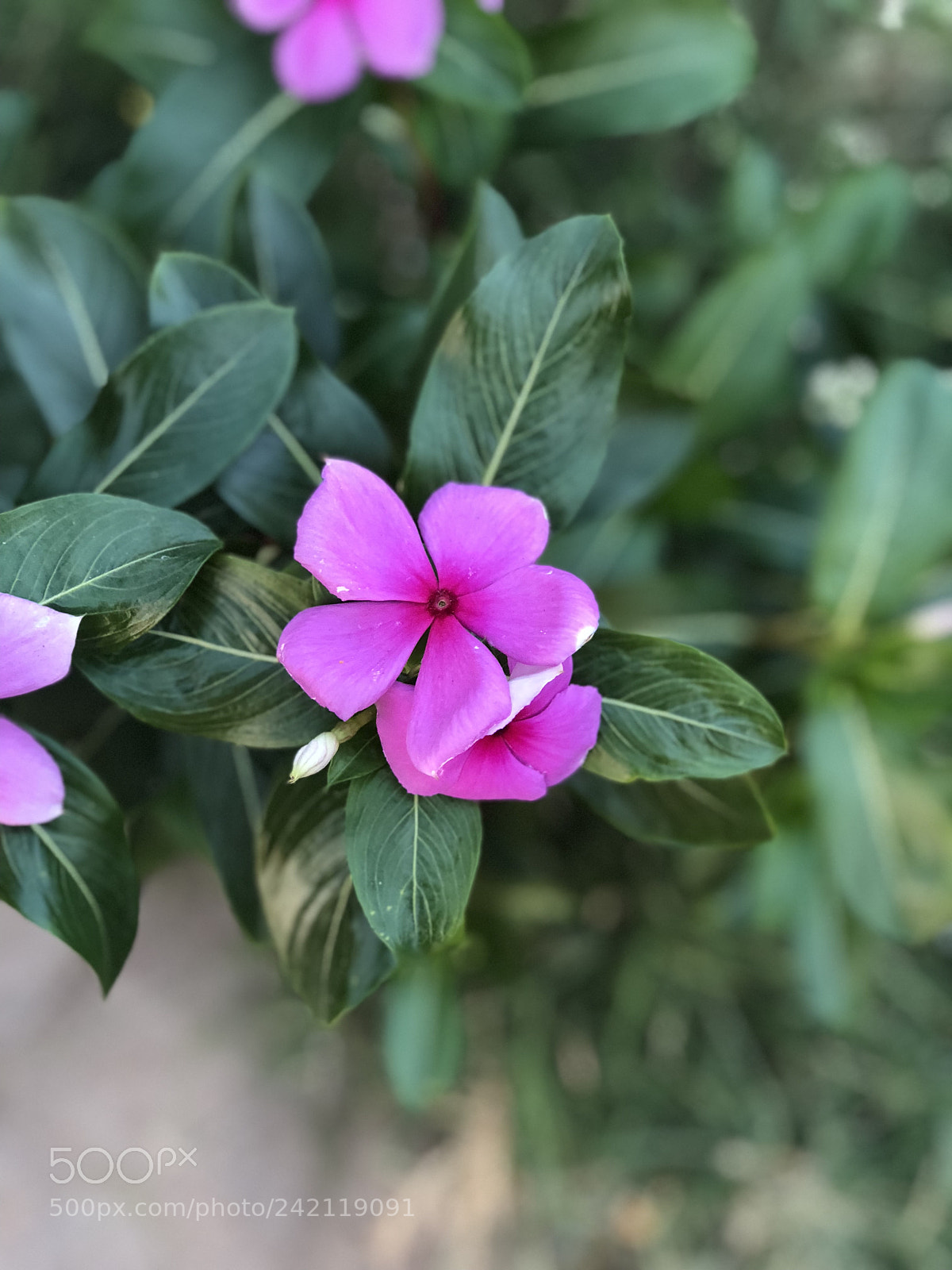 Apple iPhone 8 Plus sample photo. Hello there!!! photography