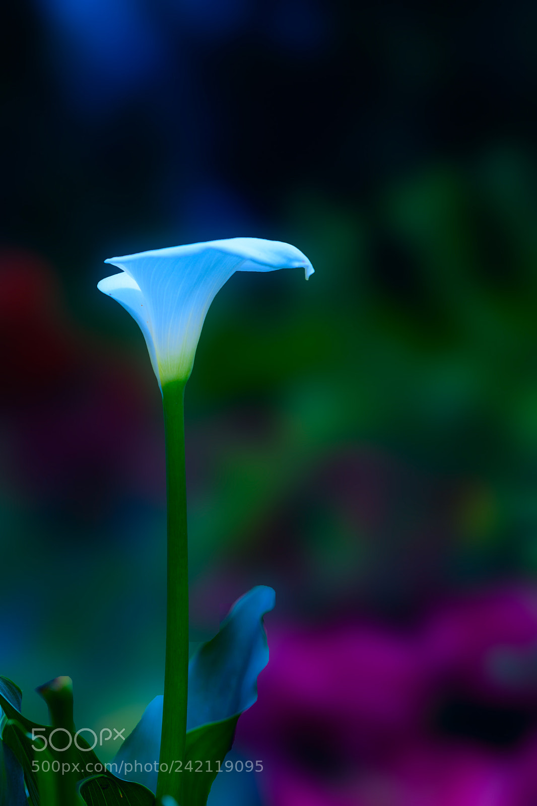 Nikon D7200 sample photo. Flower photography
