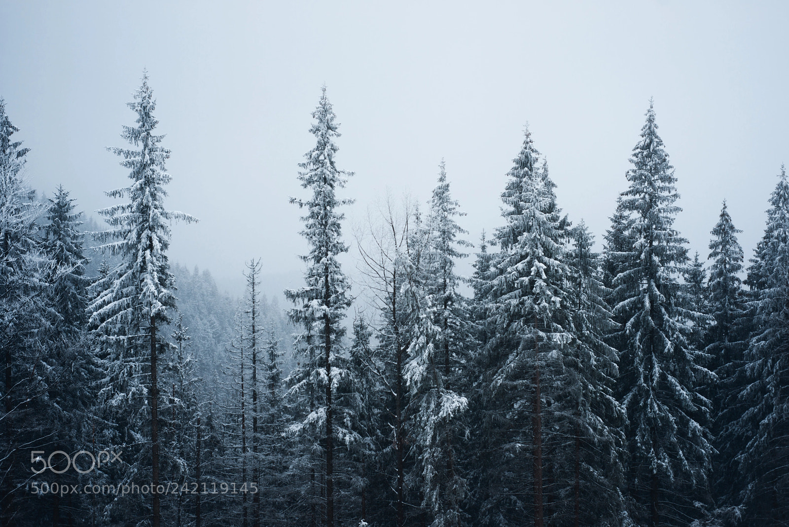 Nikon D800 sample photo. Frizen pine trees photography