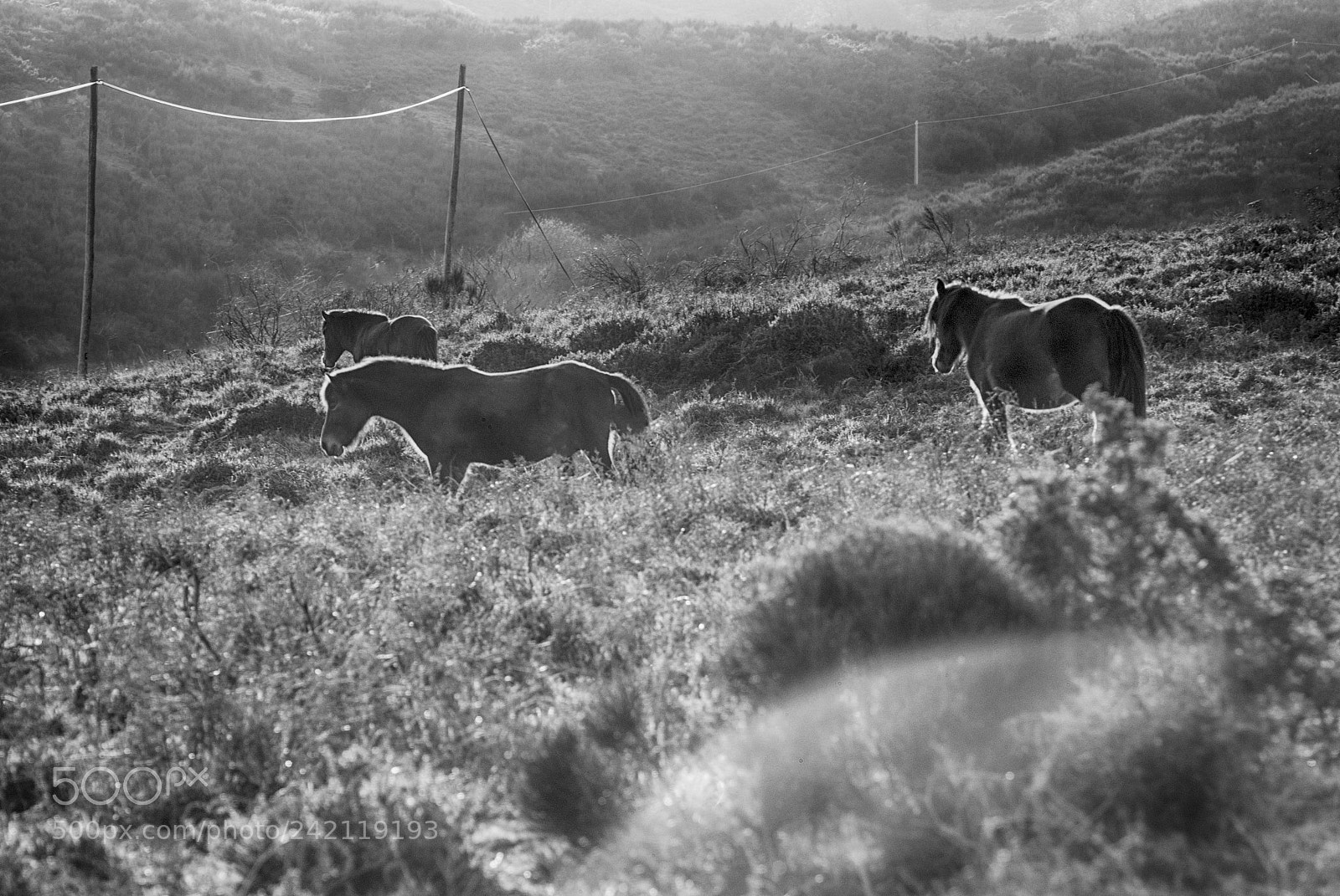 Nikon D80 sample photo. Wild horses 7 photography