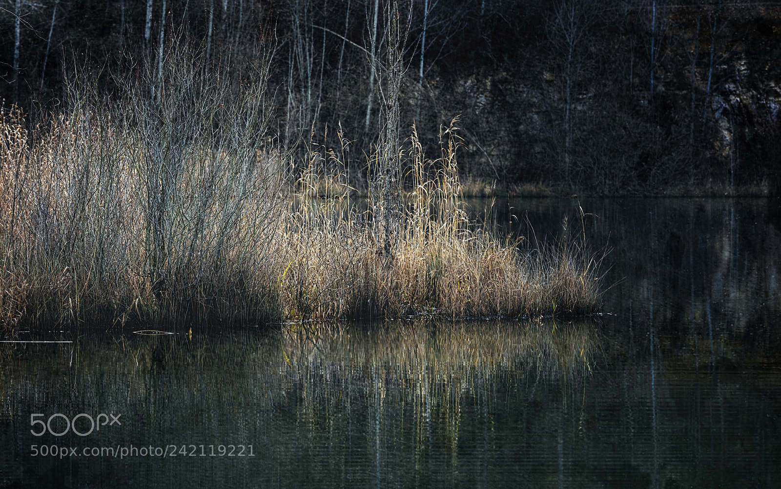 Nikon D810 sample photo. Reeds photography