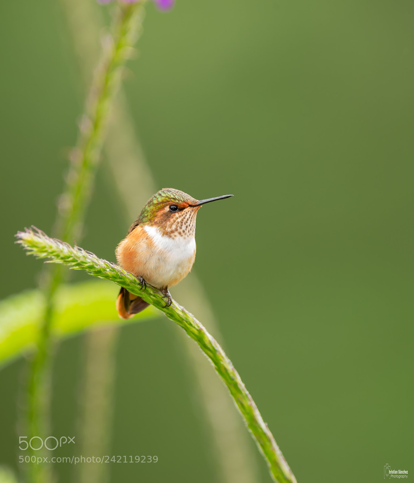 Nikon D4 sample photo. Scintillant hummingbird photography