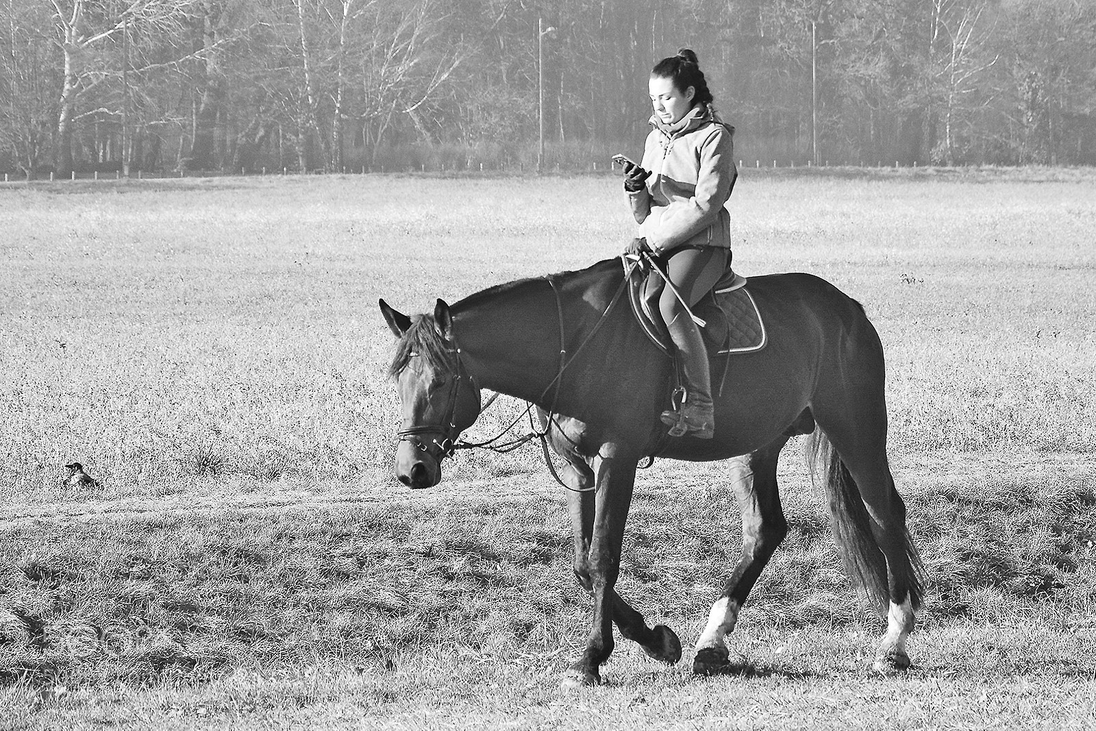 Nikon D7100 sample photo. Horse management with smartphone photography