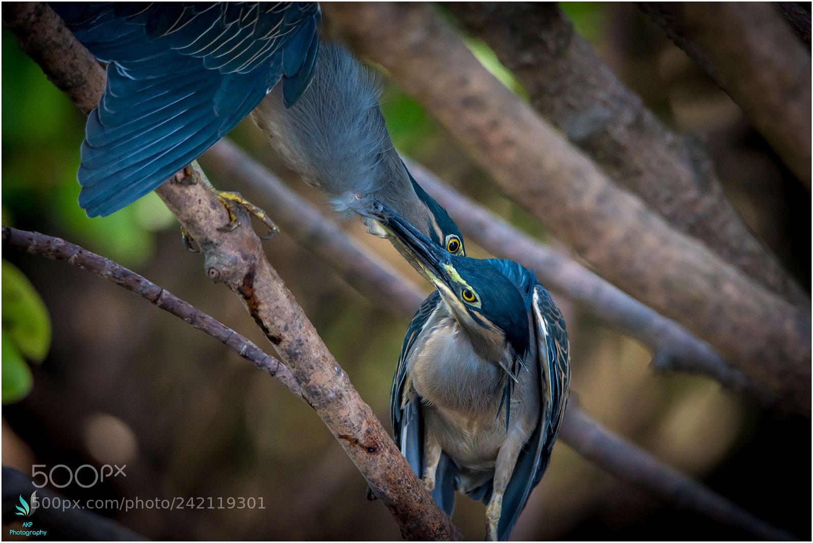 Nikon D500 sample photo. Green herons fighting photography