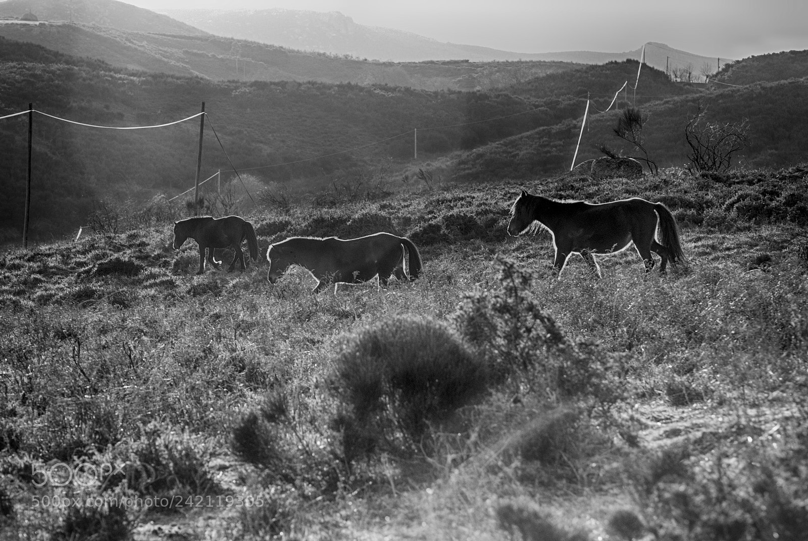 Nikon D80 sample photo. Wild horses 8 photography