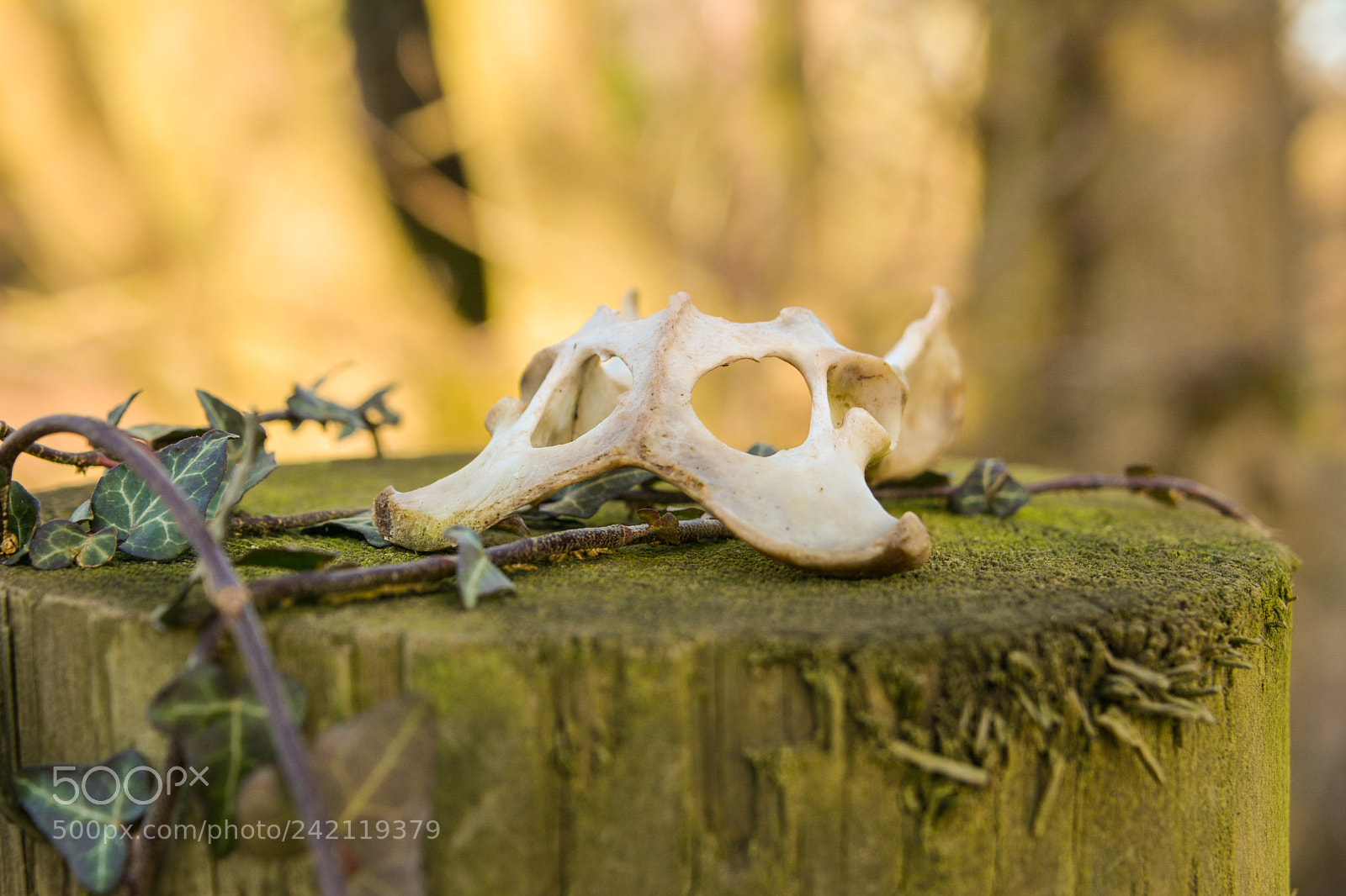 Nikon D7100 sample photo. Skull photography