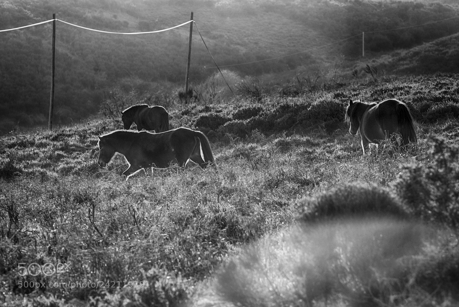 Nikon D80 sample photo. Wild horses 9 photography