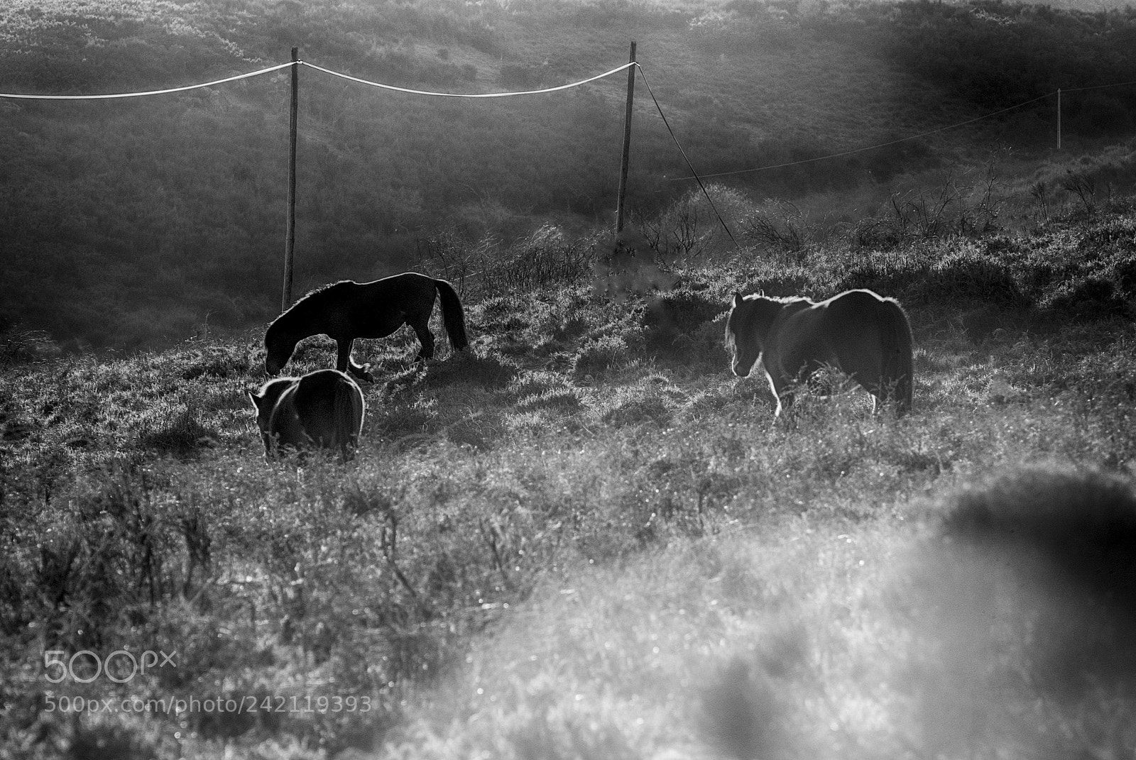 Nikon D80 sample photo. Wild horses 10 photography