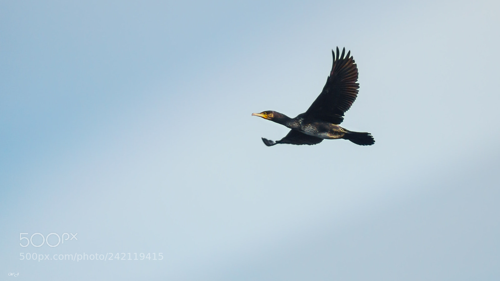 Sony ILCA-77M2 sample photo. Cormorant photography