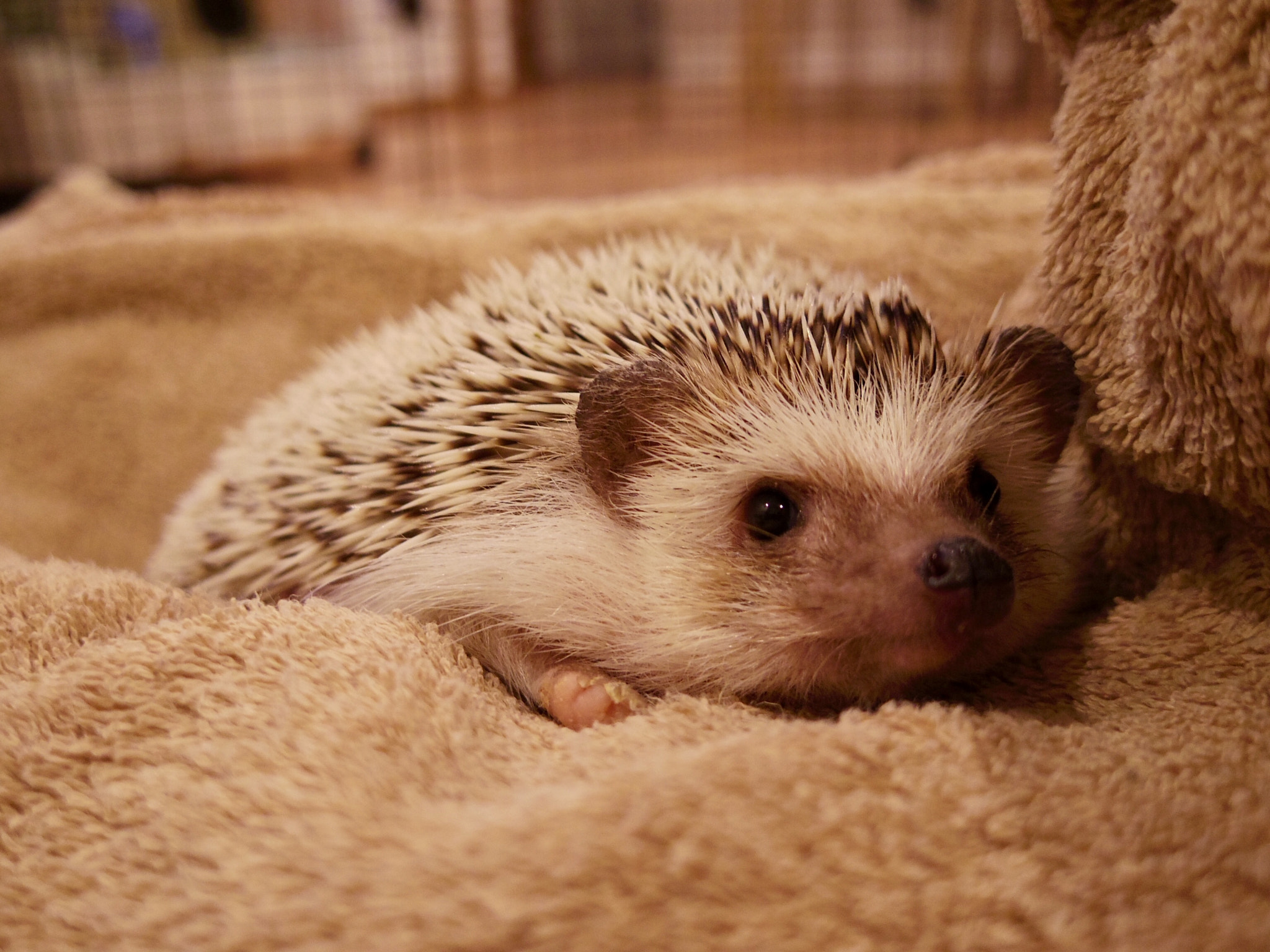 Pentax Q-S1 sample photo. Kojirou the hedgehog photography