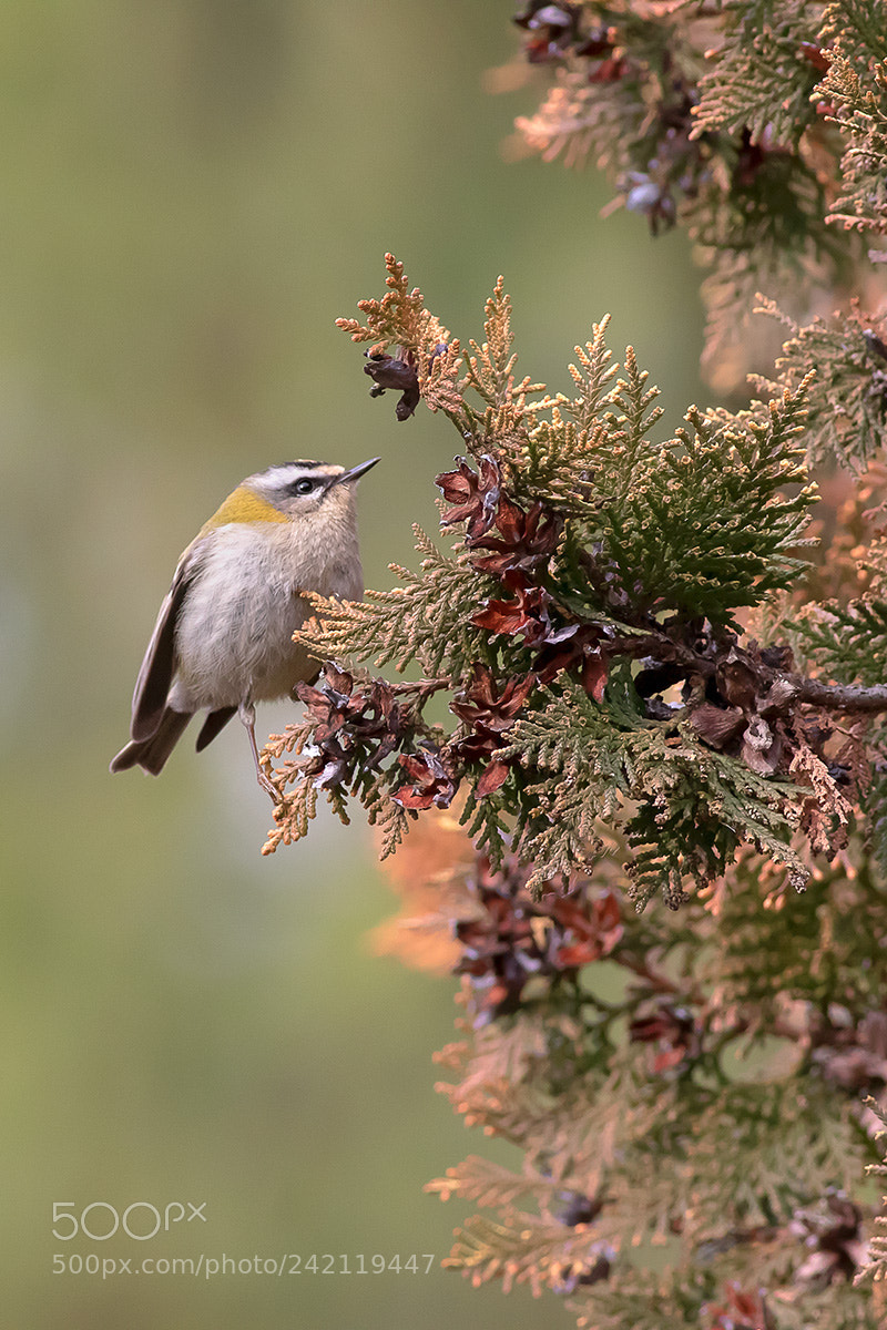 Canon EOS 7D Mark II sample photo. Firecrest... photography