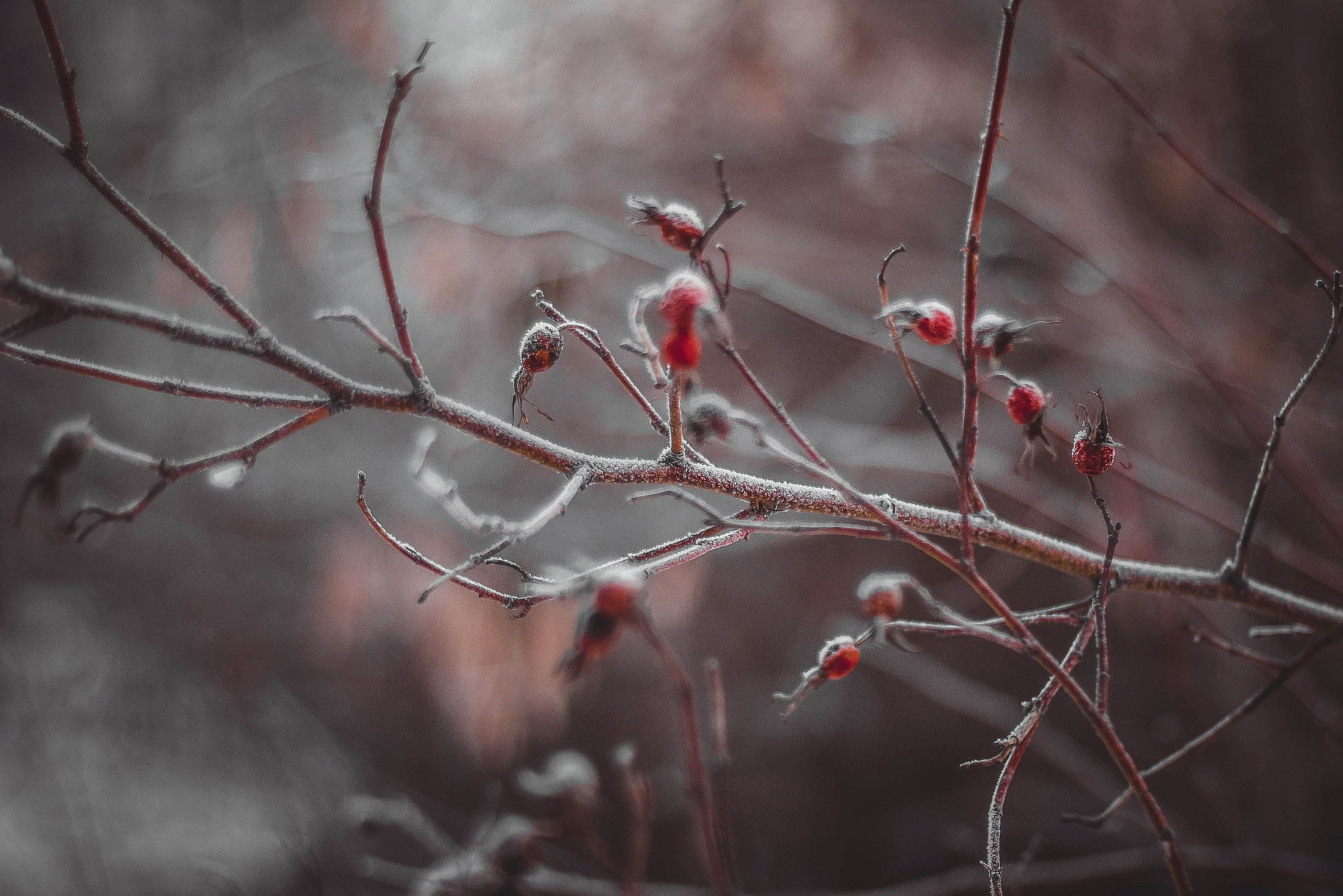 Canon EOS 650D (EOS Rebel T4i / EOS Kiss X6i) sample photo. Cold photography