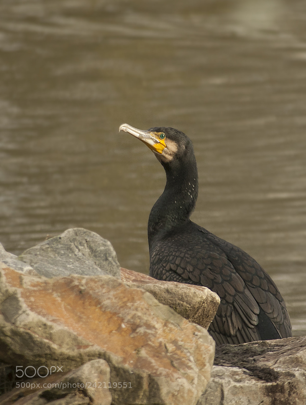 Canon EOS 50D sample photo. The bird in the photography