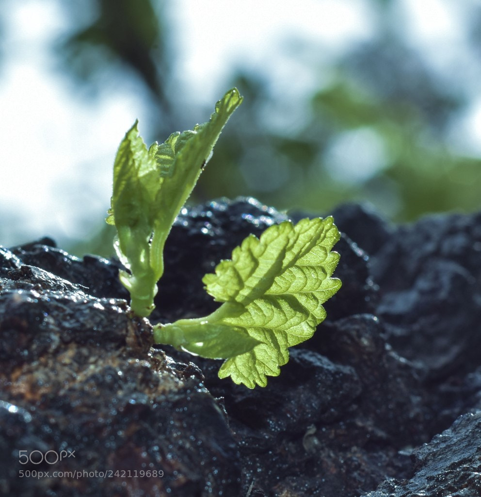 Nikon D7200 sample photo. Retoños photography