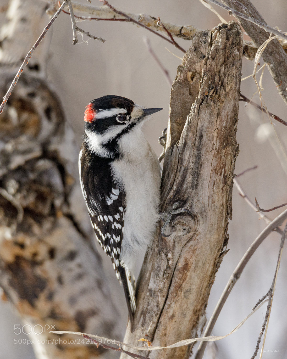 Canon EOS sample photo. Downy woodpecker photography