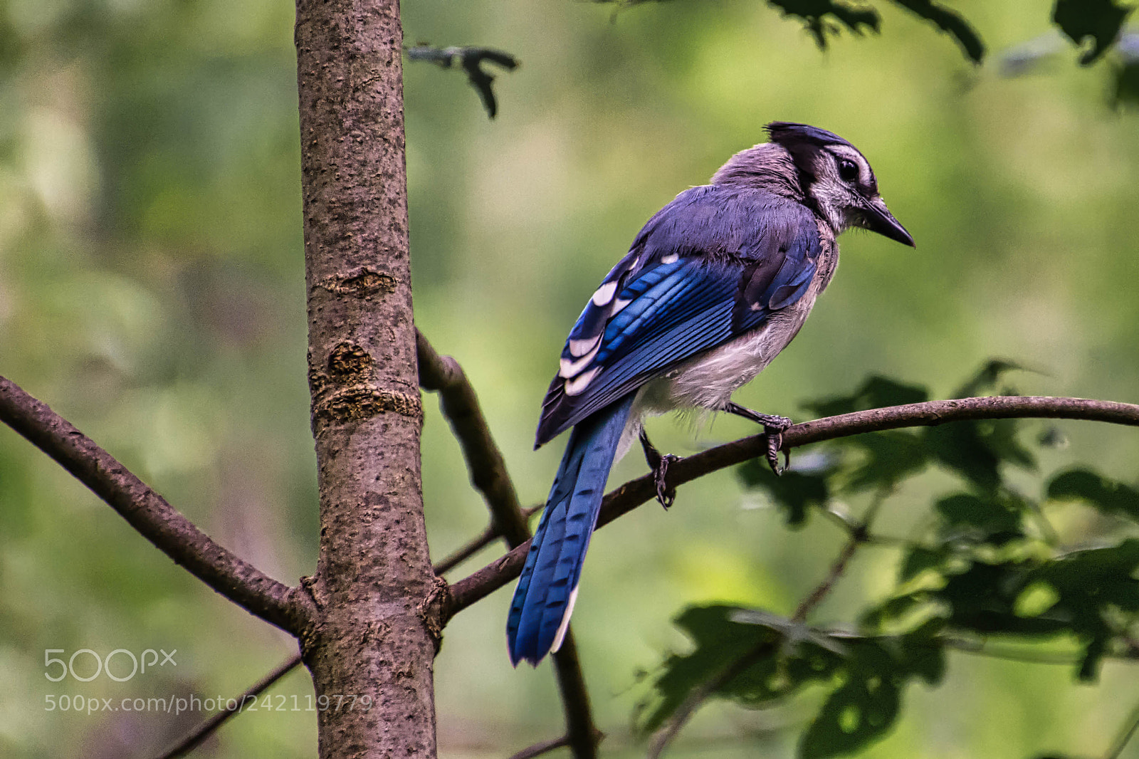 Nikon D7200 sample photo. Okay blue jay luminar2018 photography