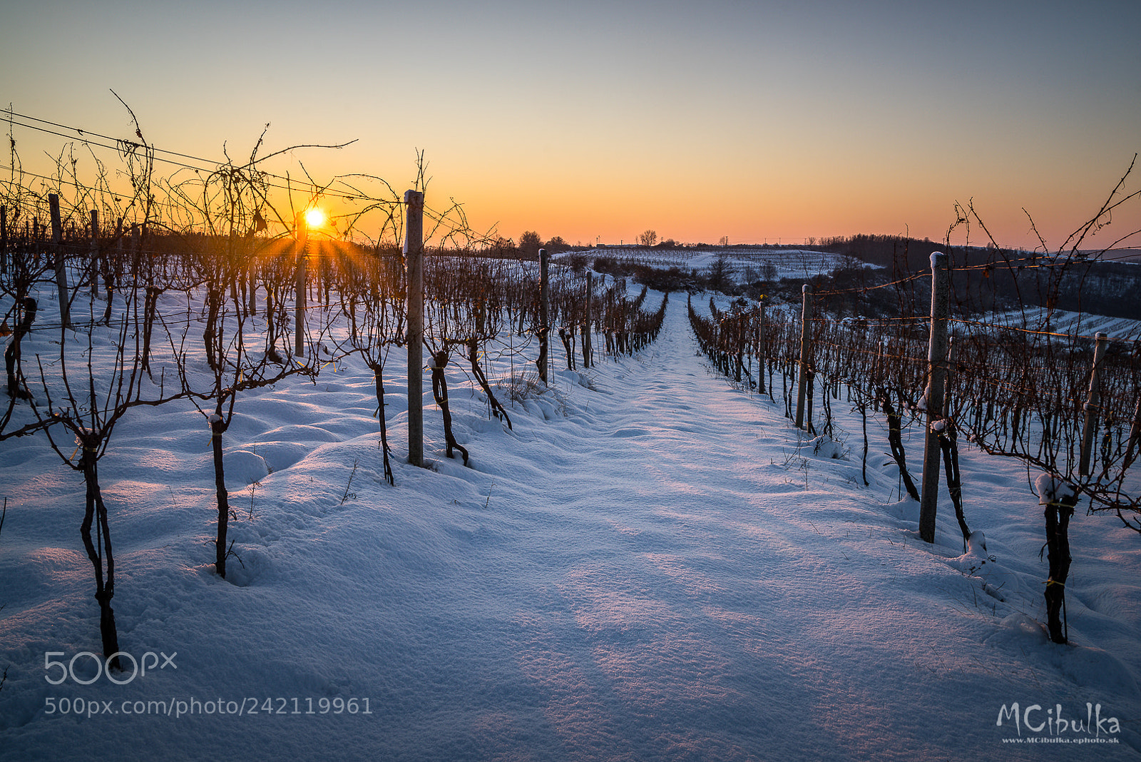 Sony a7R sample photo. Vineyard photography