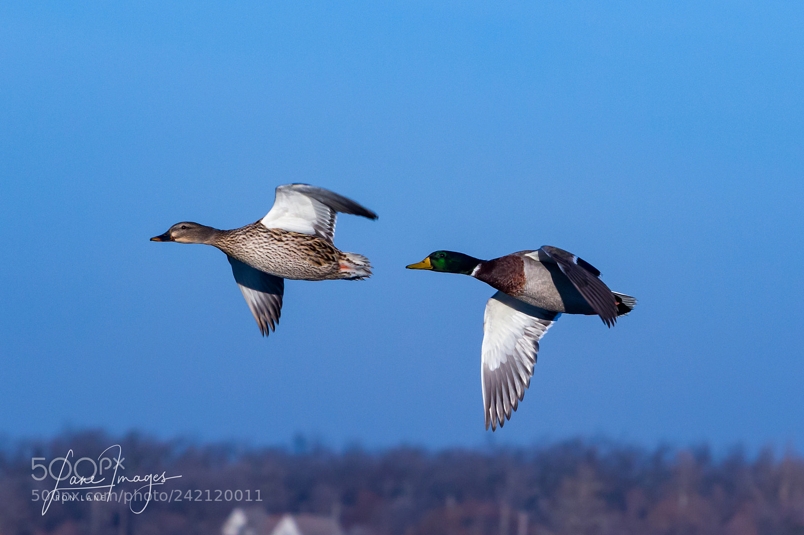 Canon EOS 7D Mark II sample photo. In formation. photography