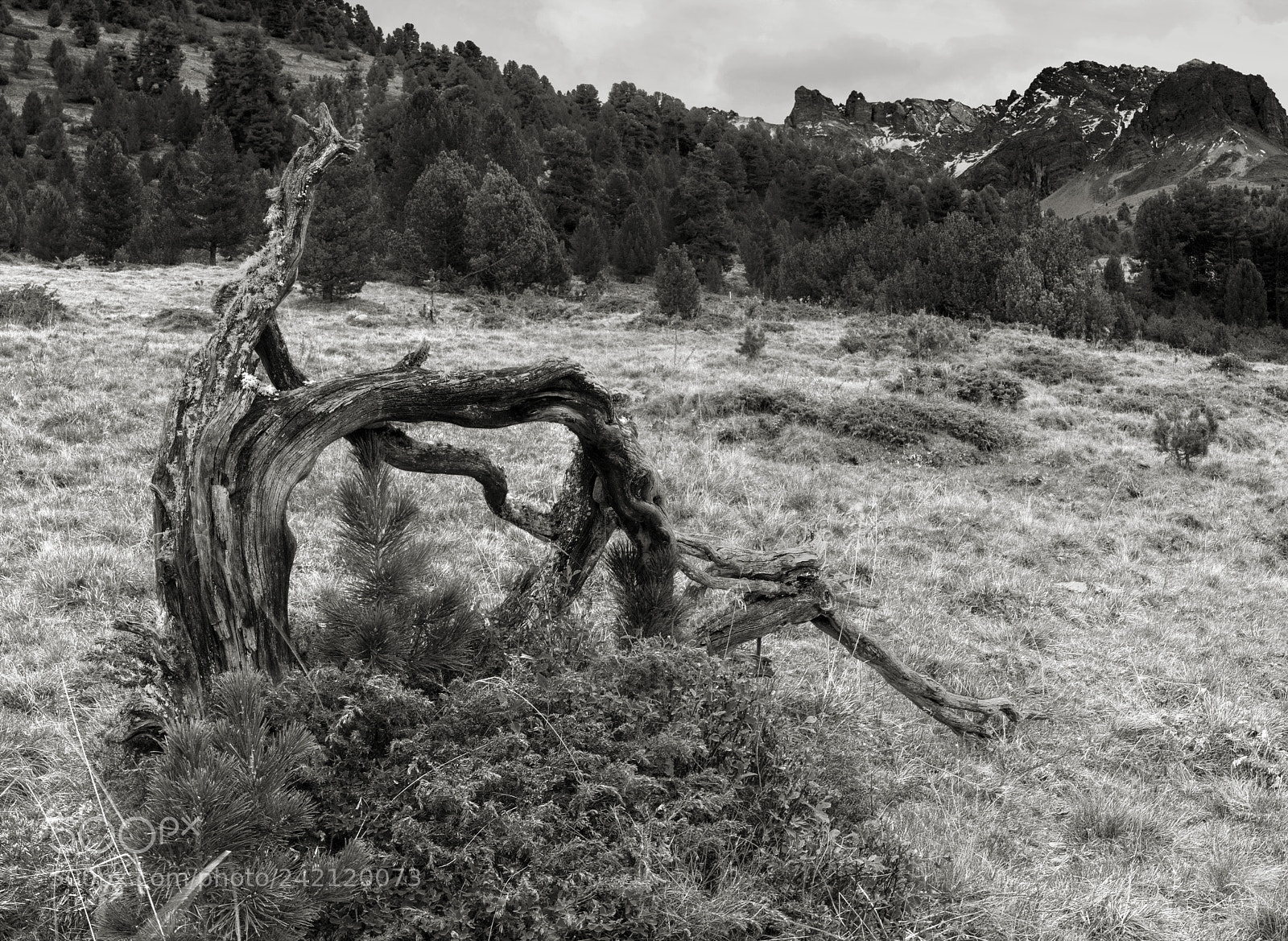 Pentax K-3 sample photo. Circle of life bw photography