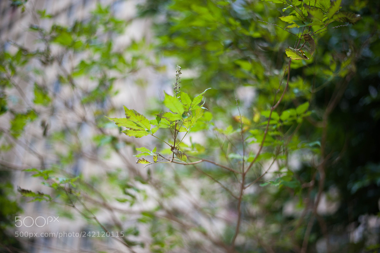 Nikon D700 sample photo. Little trees photography