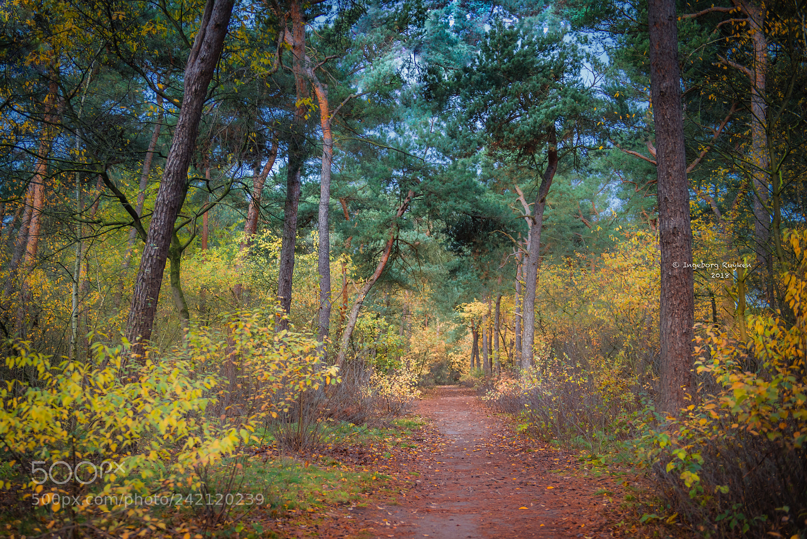Nikon D800 sample photo. The golden season ii photography