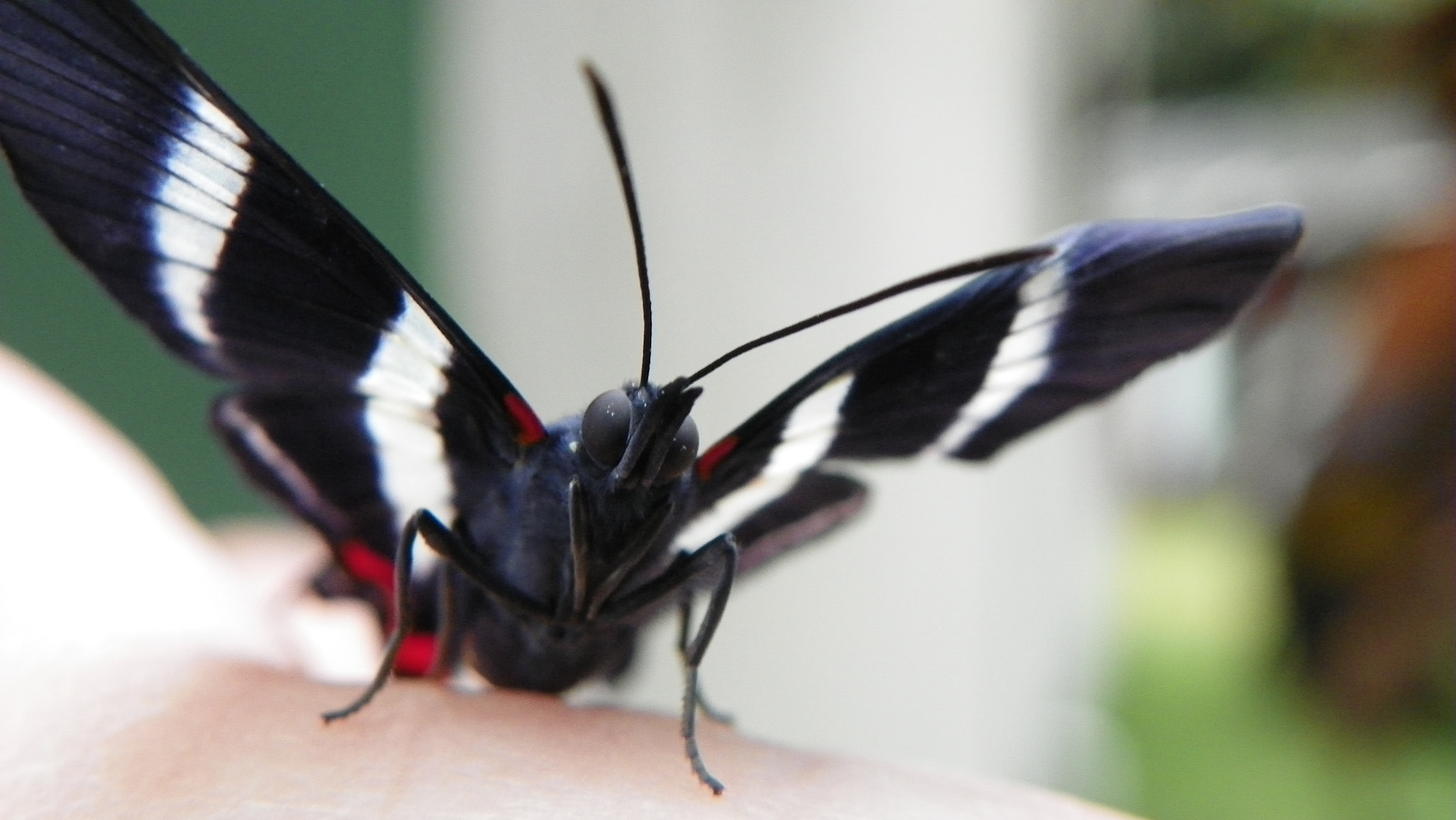 Kodak EasyShare Z981 sample photo. Borboleta photography