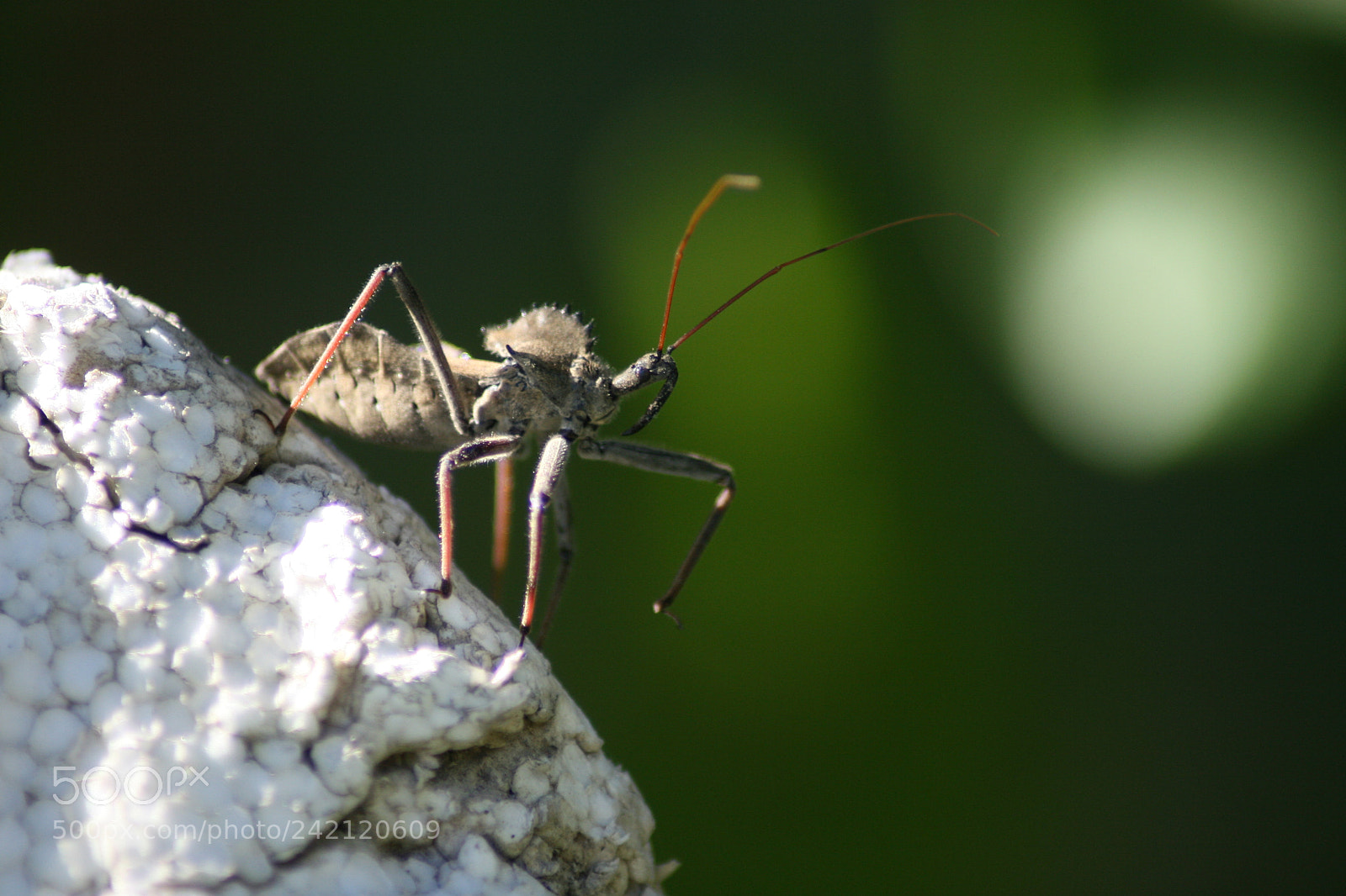 Canon EOS 30D sample photo. Spike photography