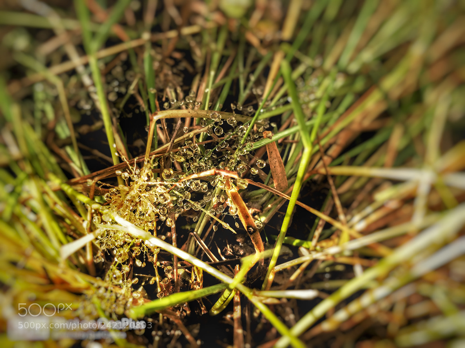 OnePlus 5 sample photo. Dew photography