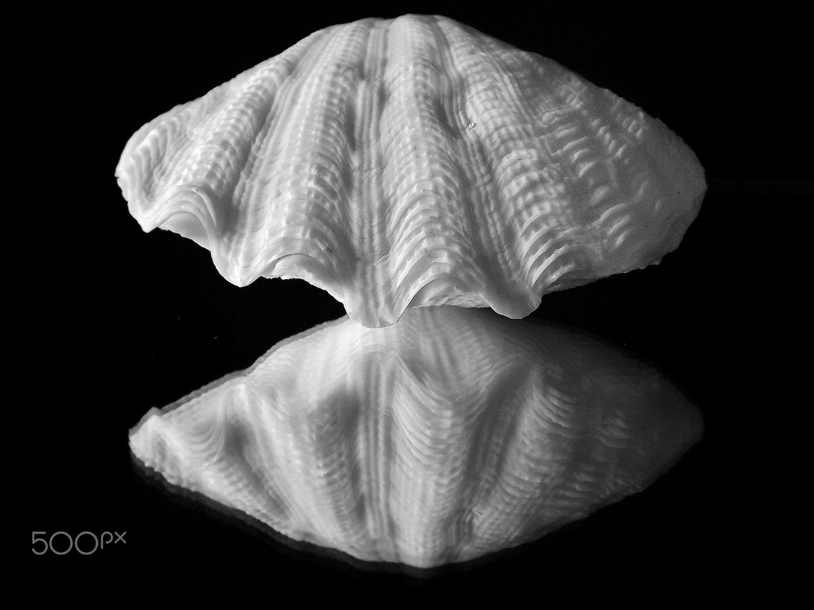 Fujifilm FinePix SL300 sample photo. Mussel photography