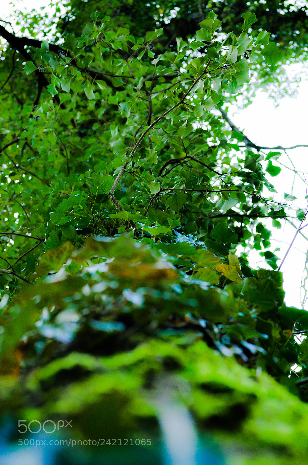 Nikon D5000 sample photo. Untitled photography