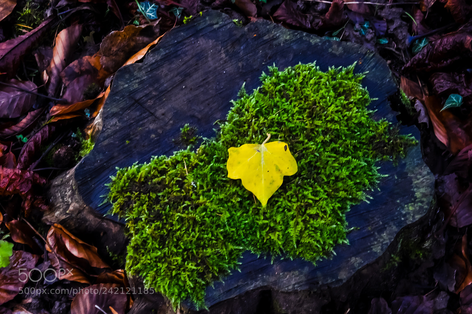 Nikon D5000 sample photo. Untitled photography