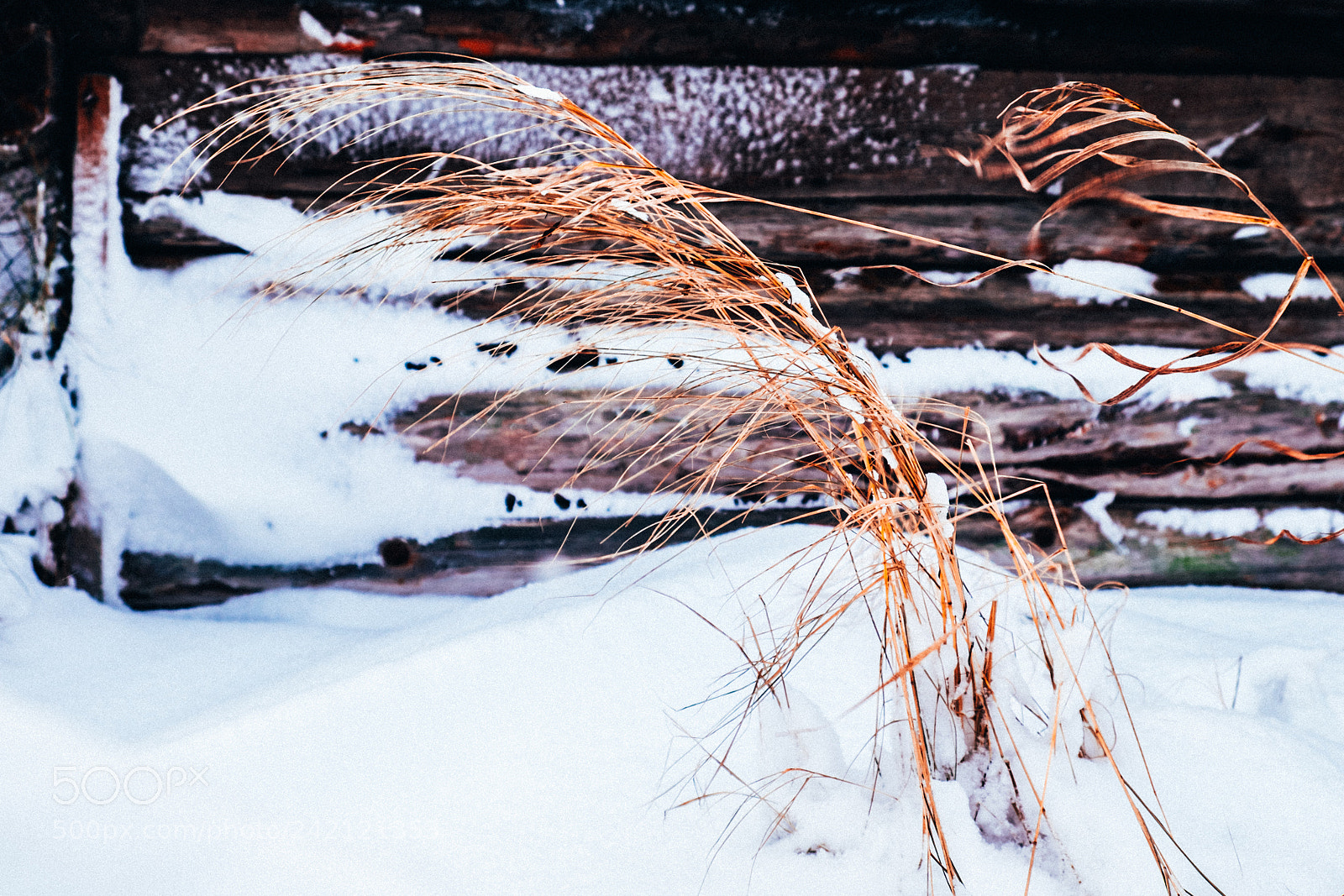 Fujifilm X-T1 sample photo. Grass photography