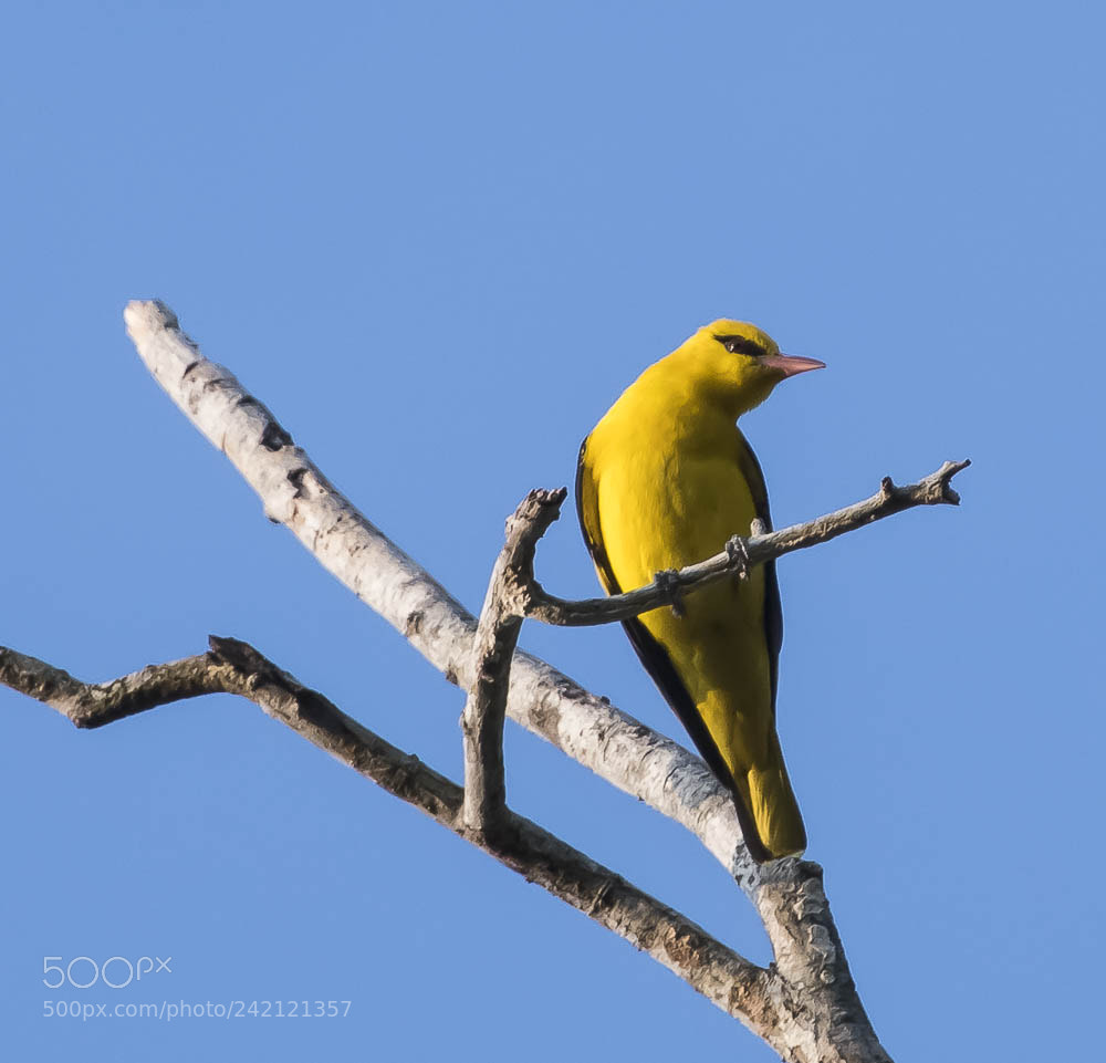 Nikon D850 sample photo. Indian golden oriole photography