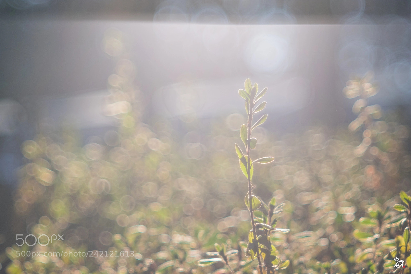 Fujifilm X-T2 sample photo. In the light photography