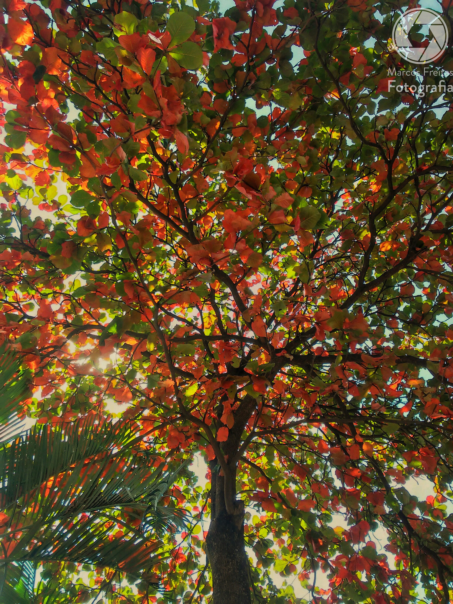 LG G2 MINI sample photo. Beautiful double color tree photography