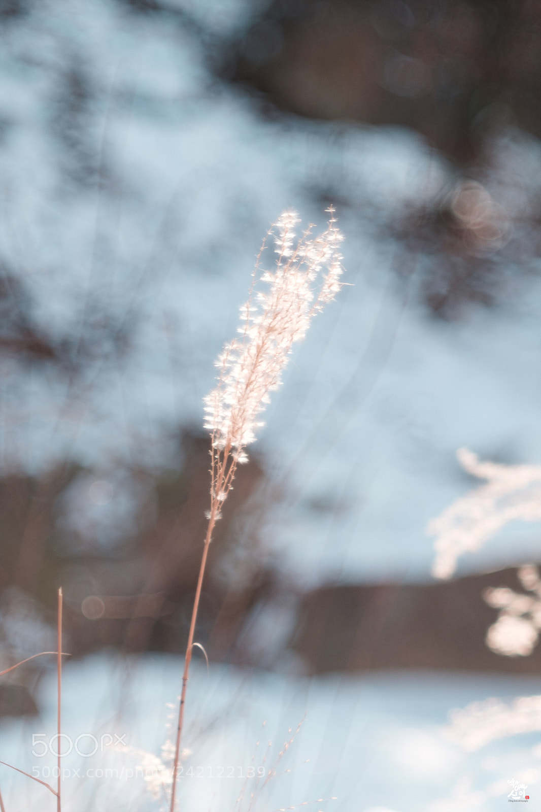 Fujifilm X-T2 sample photo. Miscanthus  photography