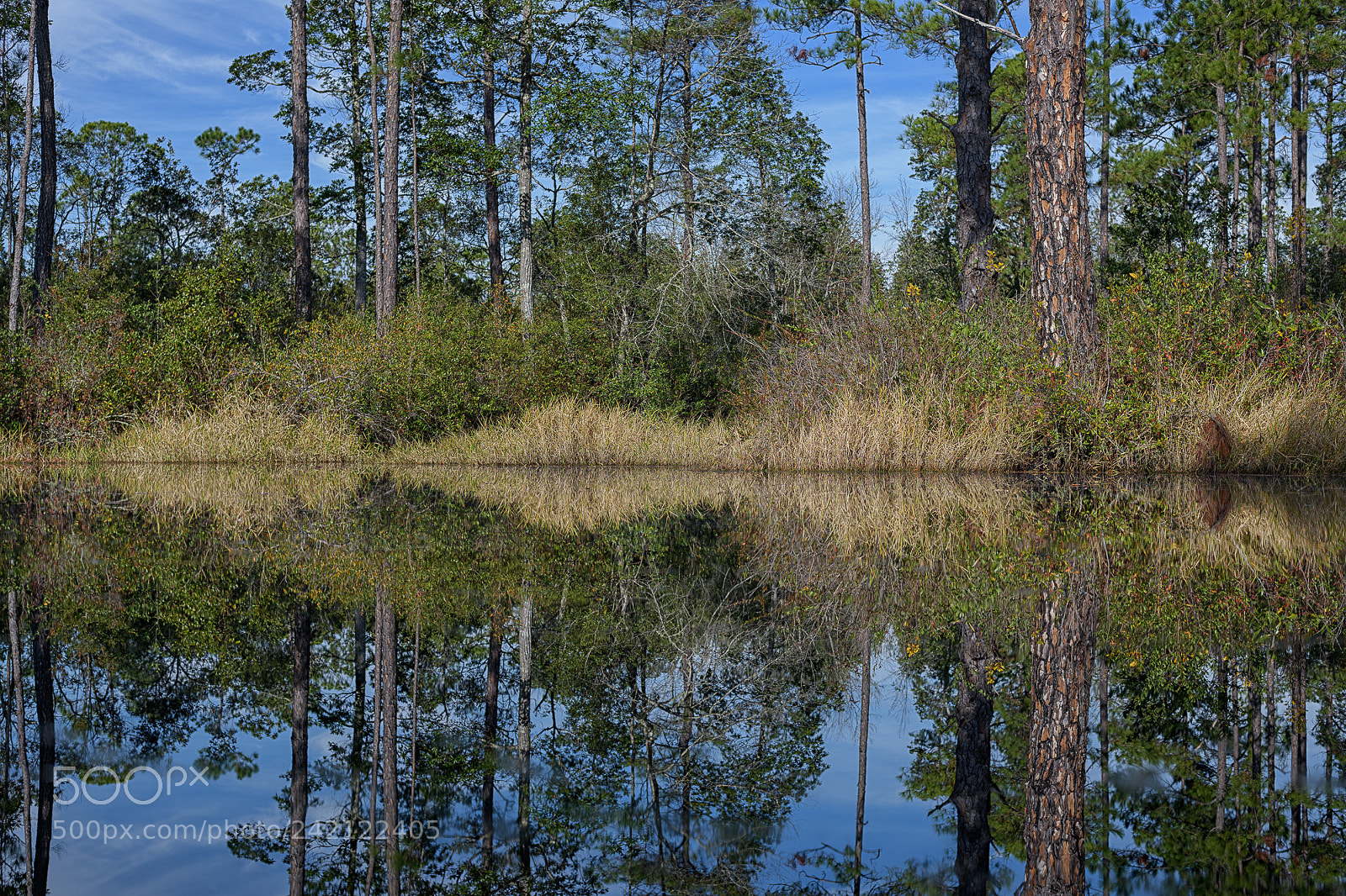 Nikon D850 sample photo. King fisher landing photography