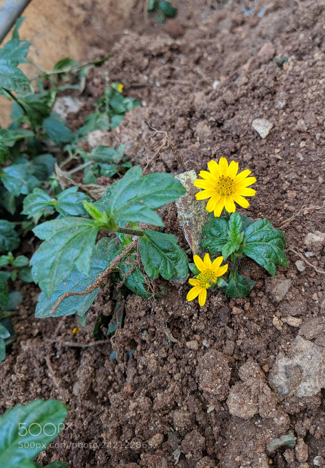 Google Pixel 2 sample photo. Untitled photography