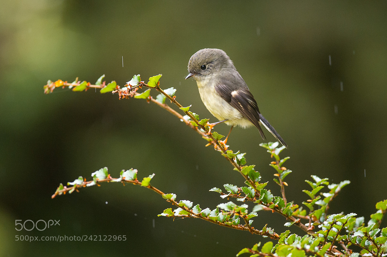 Nikon D3S sample photo. South island tomtit photography