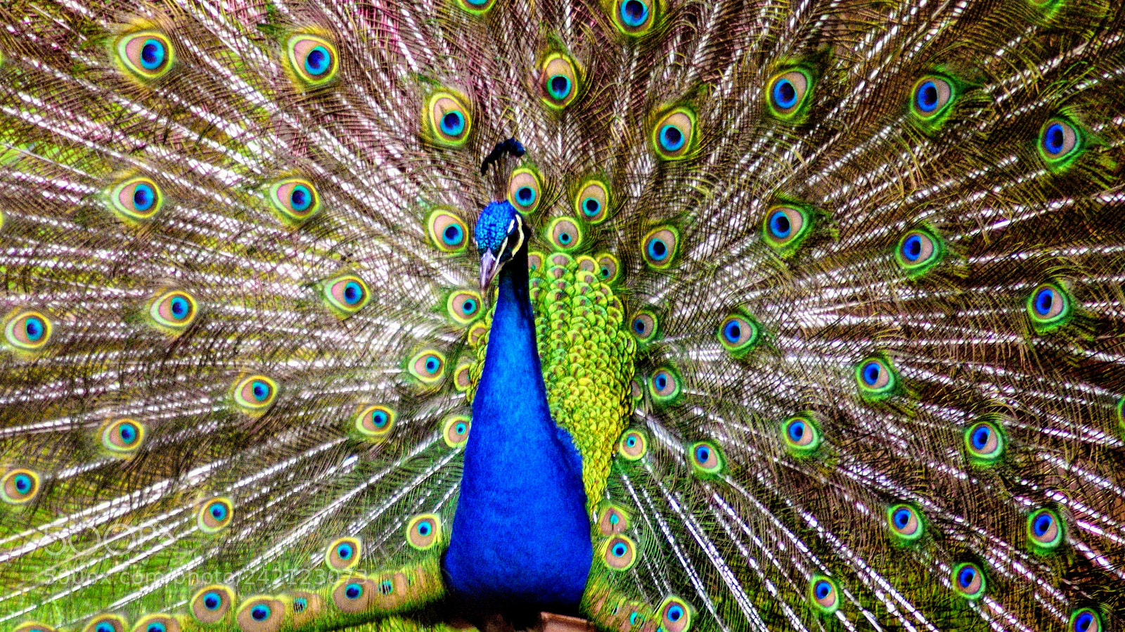 Sony Alpha DSLR-A200 sample photo. Peacock photography