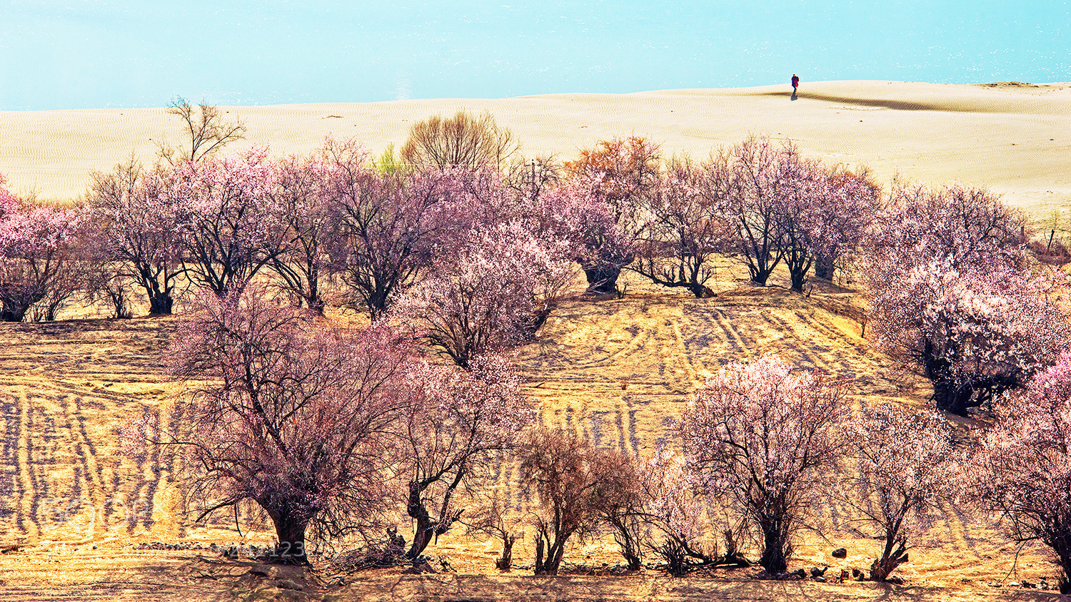 Nikon D800E sample photo. 桃花盛开的地方 photography