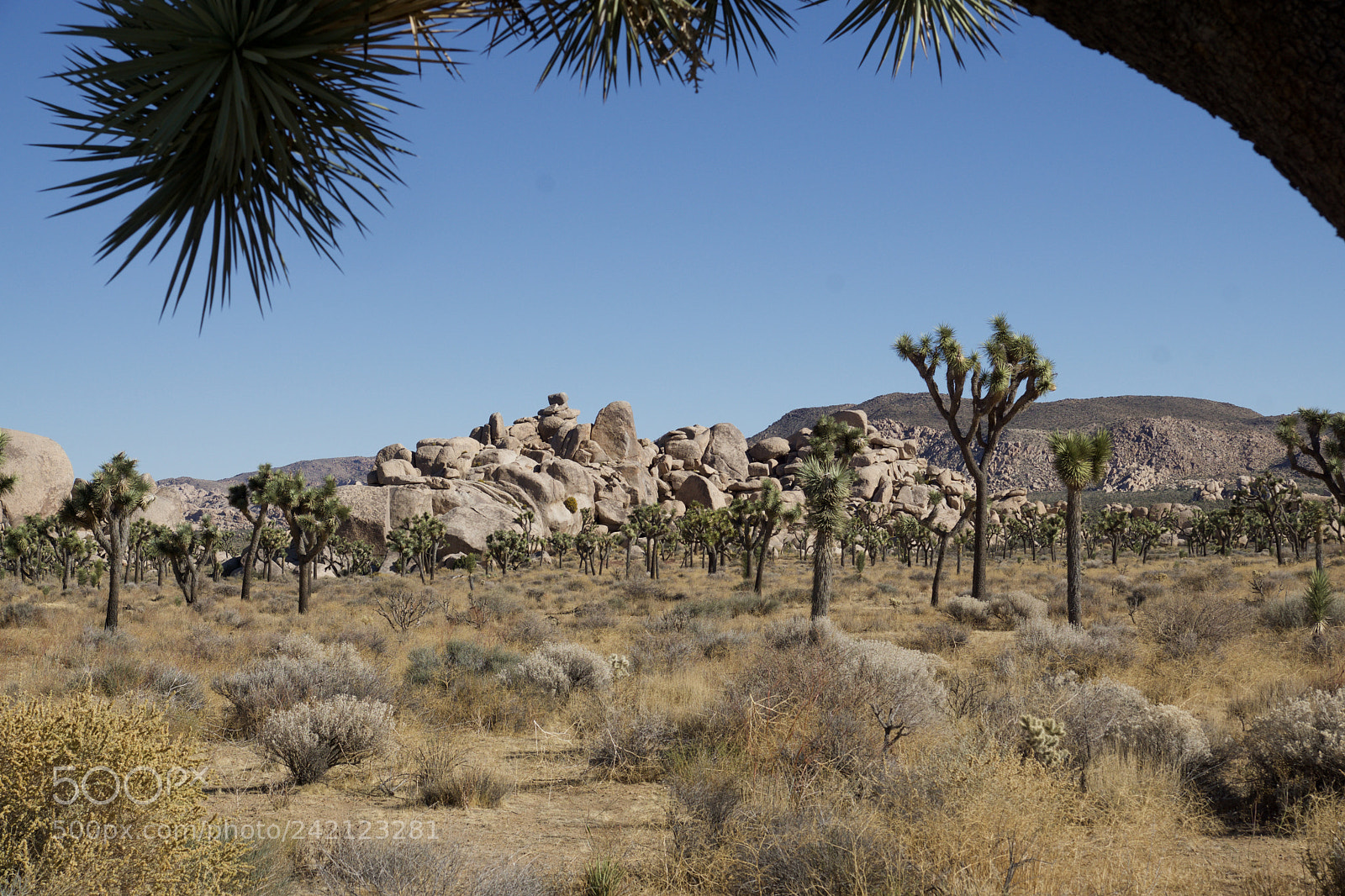 Sony ILCA-77M2 sample photo. Joshua tree photography