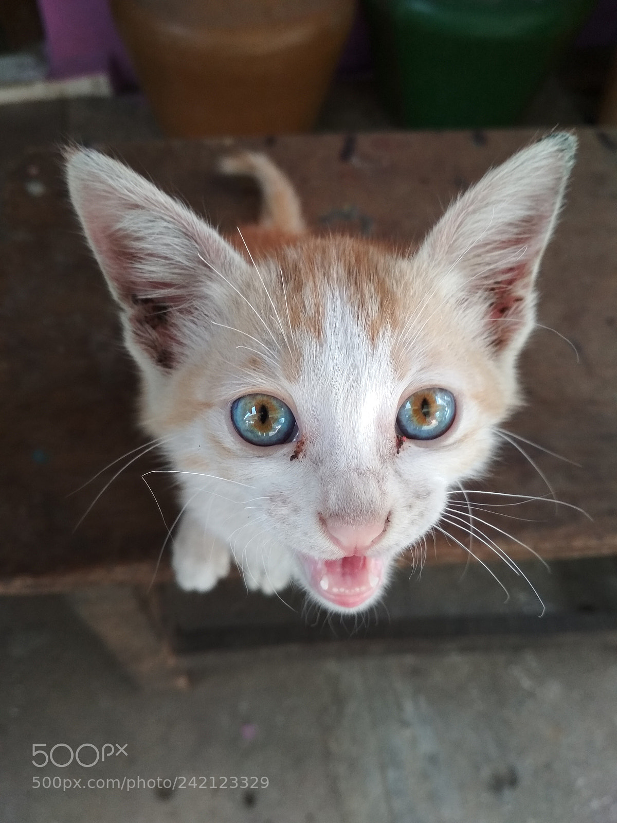 Xiaomi Redmi 4 Pro sample photo. Meow photography