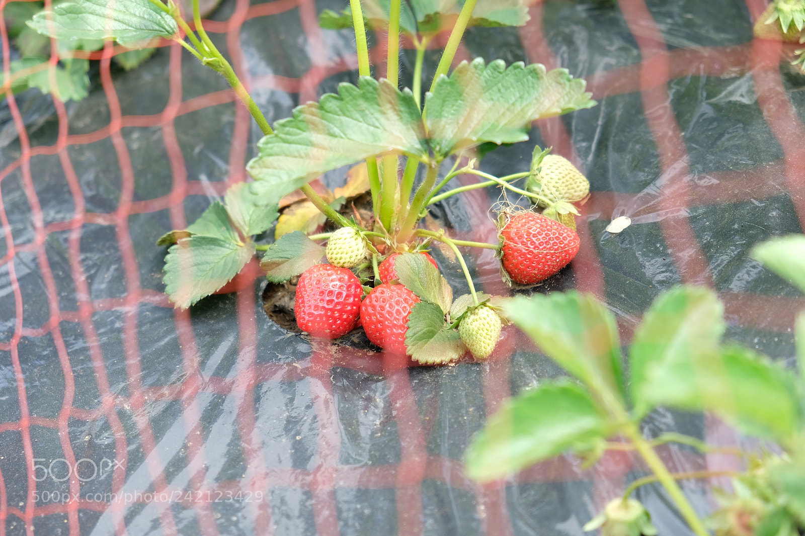 Fujifilm X-T2 sample photo. Strawberry photography