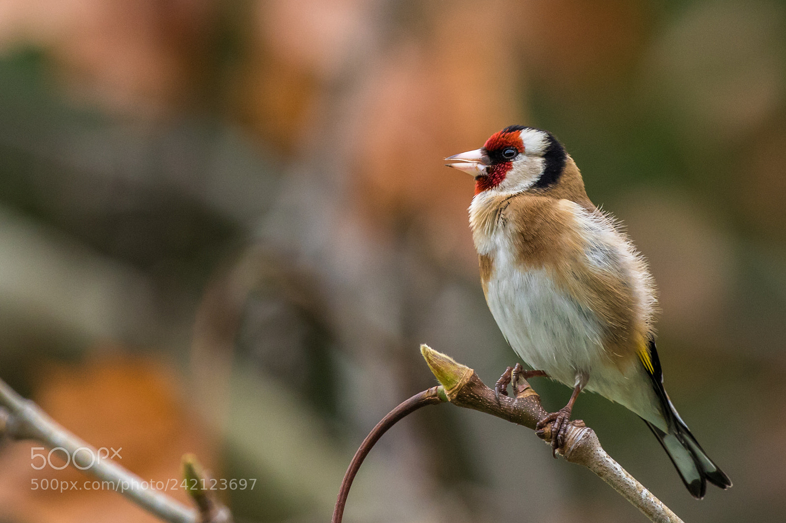 Canon EOS 7D Mark II sample photo. European goldfinch singing photography