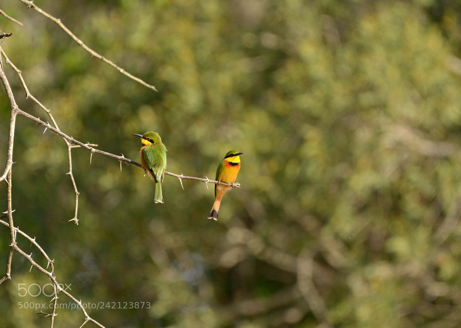 Nikon D7100 sample photo. Little bee eaters photography