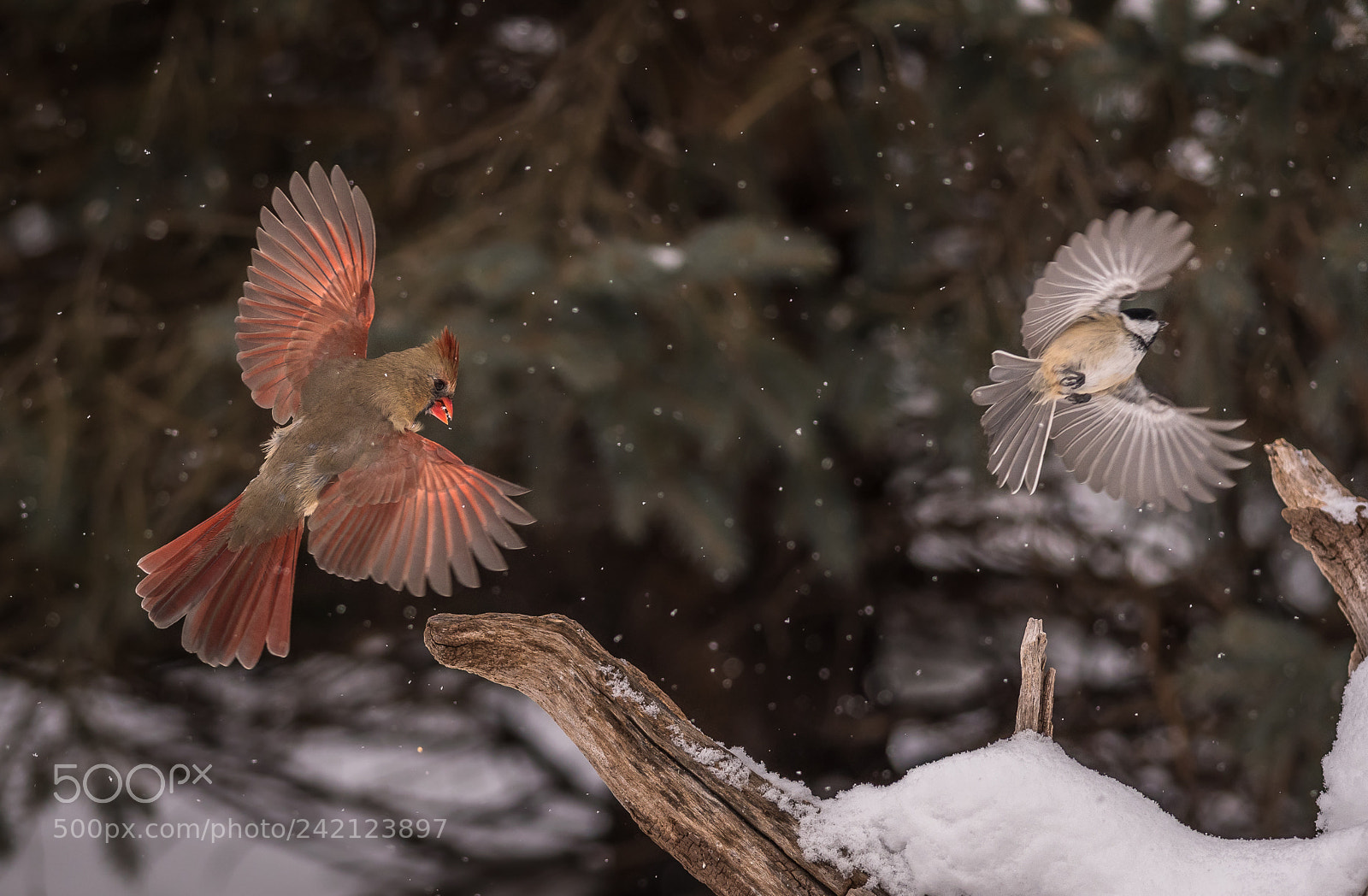 Nikon D500 sample photo. Cardinal chasing chickadee photography