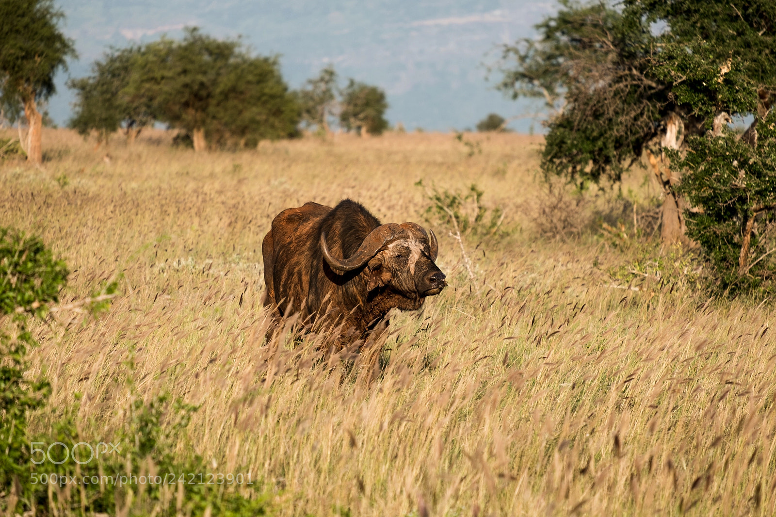 Fujifilm X-T2 sample photo. Buffalo in kenya photography